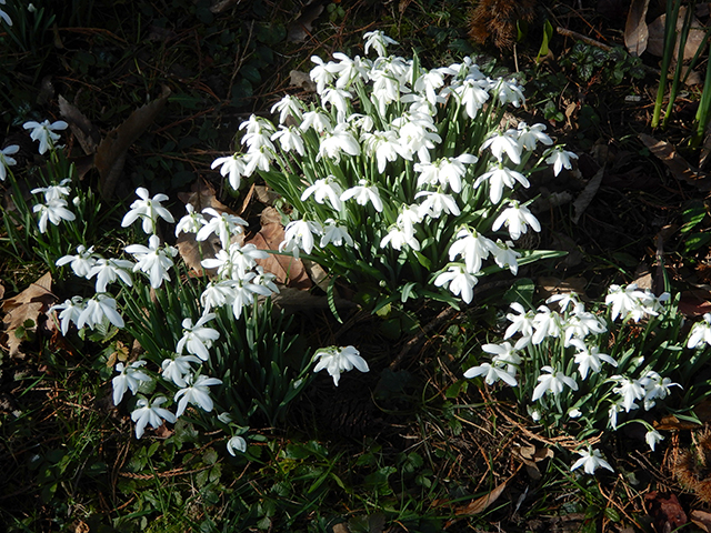 Snowdrops